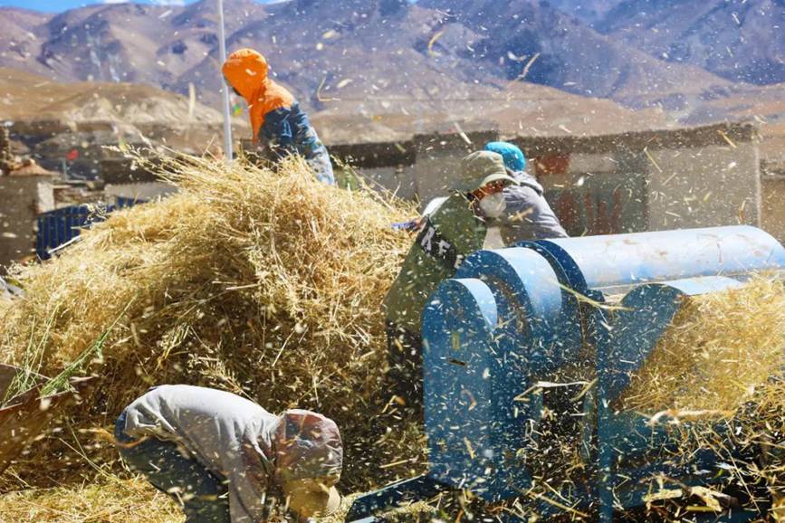 西藏吉?。簬愠两襟w驗秋收打場