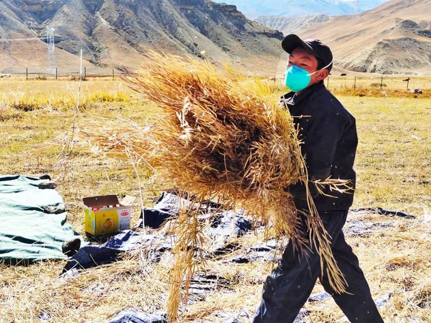 西藏吉?。簬愠两襟w驗秋收打場【2】