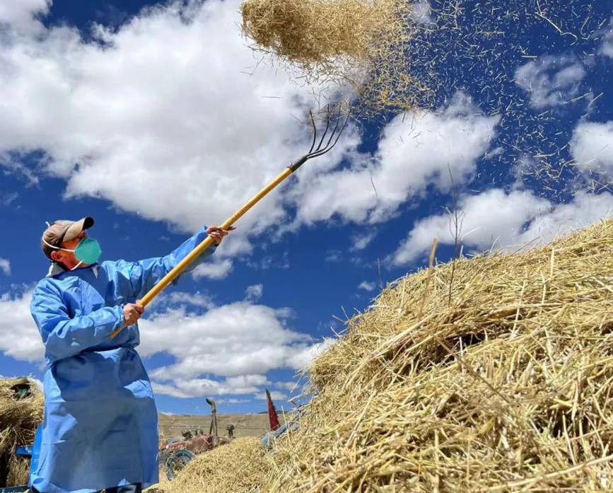 西藏吉?。簬愠两襟w驗秋收打場【6】