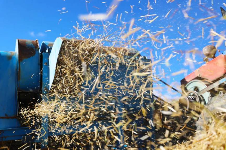 西藏吉?。簬愠两襟w驗秋收打場【7】