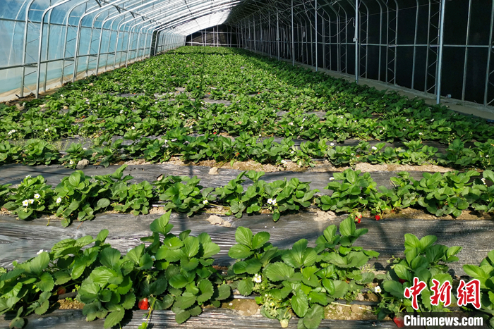 圖為10月21日，康馬縣薩馬達鄉(xiāng)高原溫室大棚內(nèi)的草莓長勢良好。<a target='_blank' href='/'><p  align=