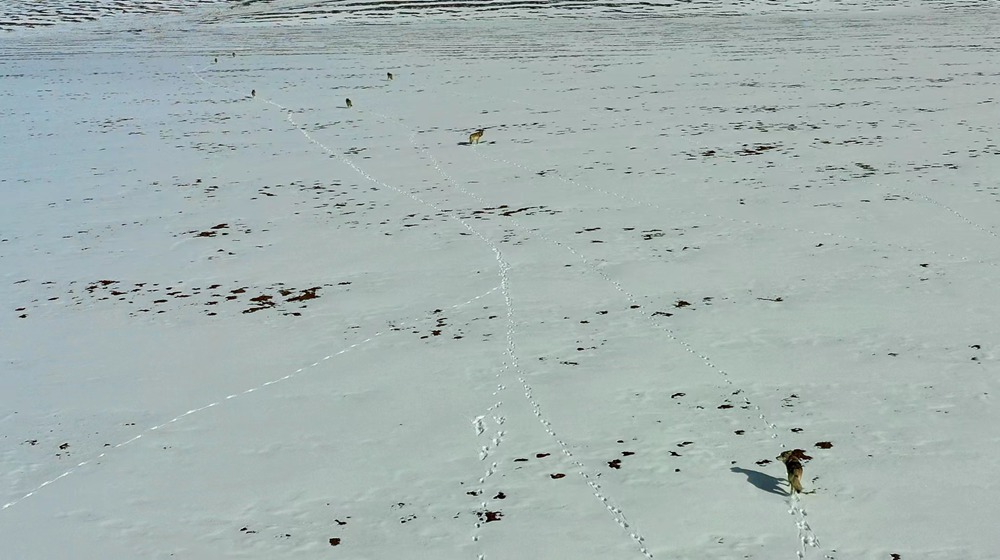 天地一色，狼群在雪地里不斷地向前奔跑。