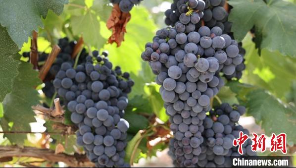 圖為桑日縣種植的葡萄?！∩侥仙Ｈ湛h委宣傳部提供