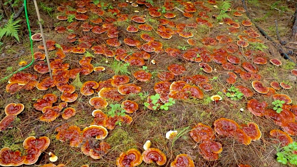 靈芝長勢喜人。