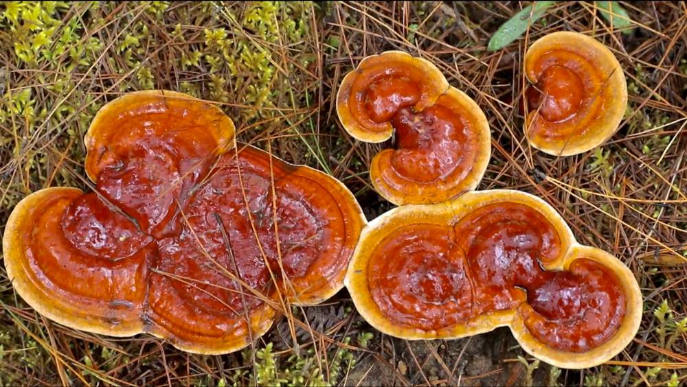 破土而出的靈芝宛如一把把撐開的“小雨傘”。