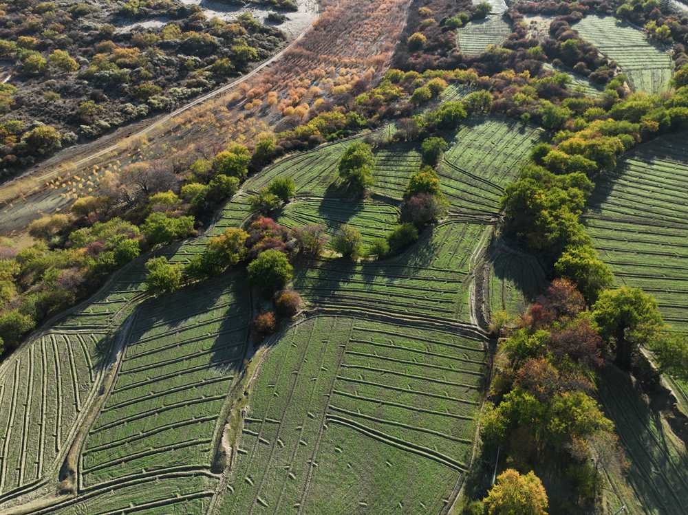 雅魯藏布江畔的高原梯田。