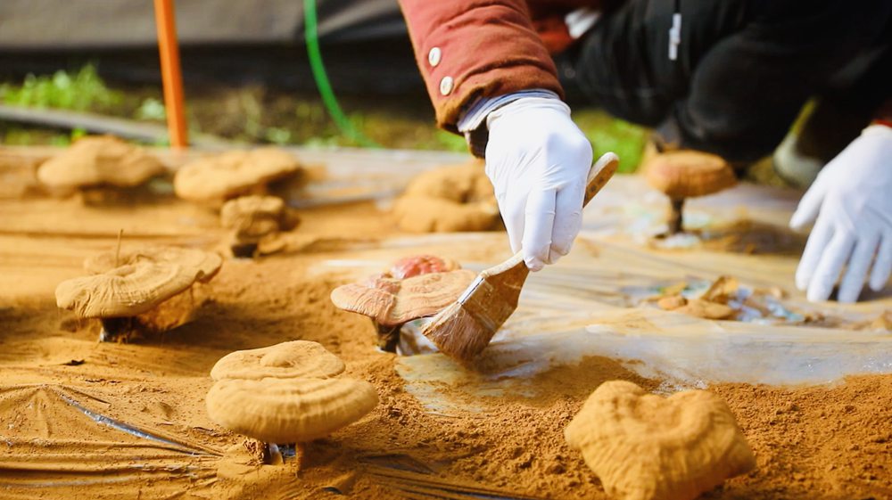 采收靈芝孢子粉。