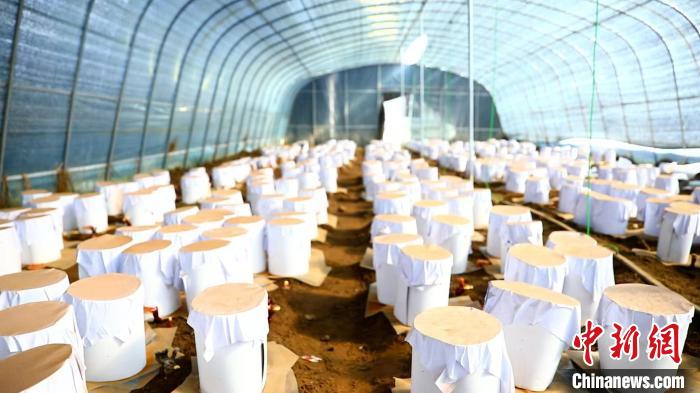 圖為靈芝套袋?！∴嚢?攝