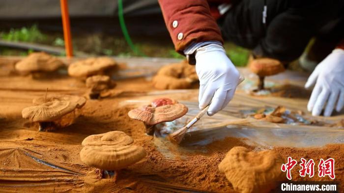 圖為農(nóng)民采收靈芝孢子粉。　德吉 攝