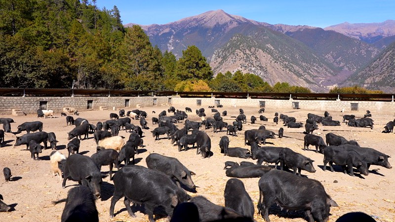 養(yǎng)殖基地里的藏香豬。