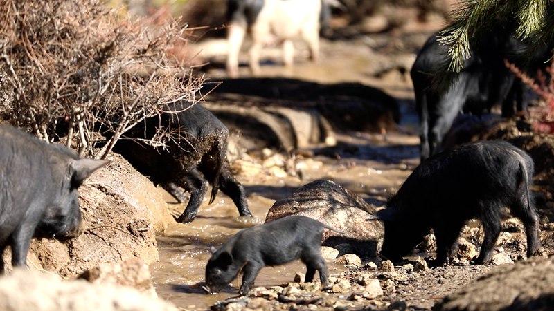藏香豬在喝水。