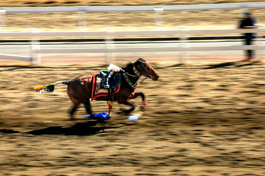 藏歷新年，精彩的馬術(shù)表演。張靜攝