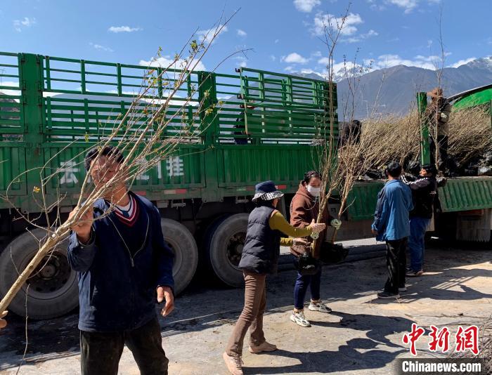 民眾搬運苗木?！〔际忻⒖悼h委宣傳部供圖