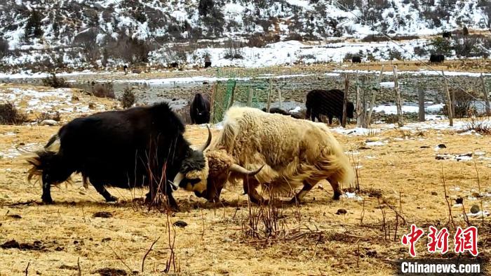 圖為角木那村生態(tài)散養(yǎng)的牦牛正在嬉戲?！“蜕Ｇ?　攝