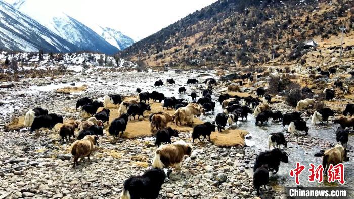 圖為角木那村生態(tài)散養(yǎng)的牦牛正在覓食。　洪若虹 攝