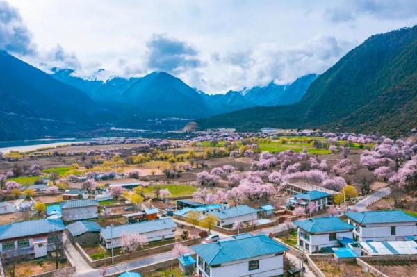 人間桃花源！林芝桃花有多絕？