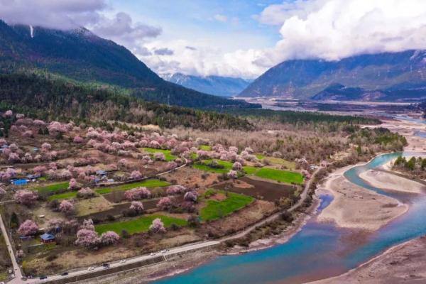 人間桃花源！林芝桃花有多絕？