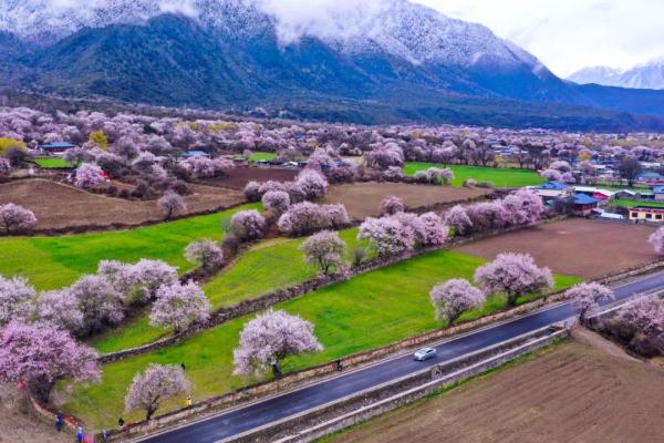 人間桃花源！林芝桃花有多絕？