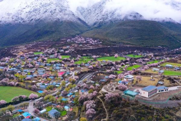人間桃花源！林芝桃花有多絕？