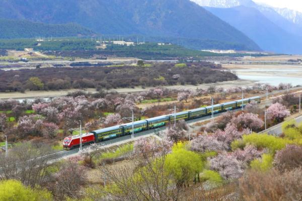 人間桃花源！林芝桃花有多絕？