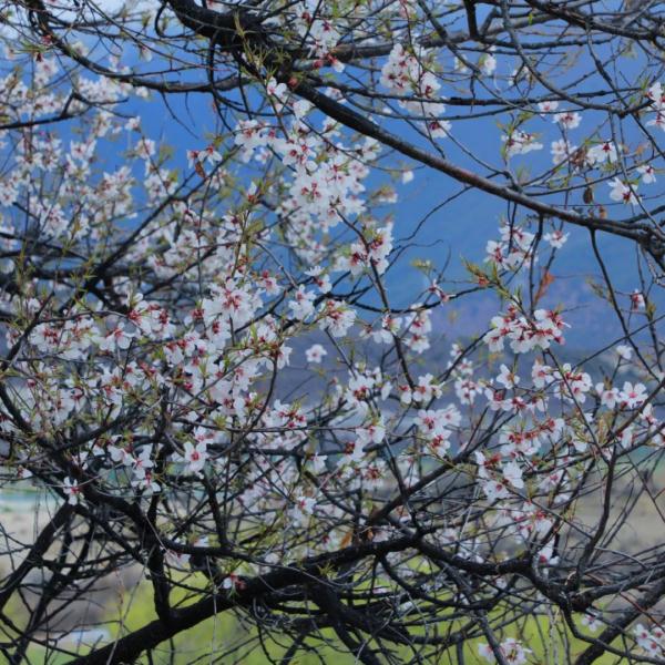 人間桃花源！林芝桃花有多絕？