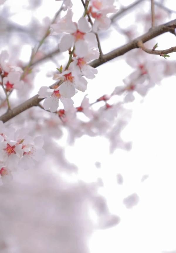 人間桃花源！林芝桃花有多絕？