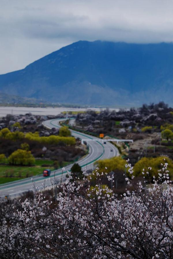 人間桃花源！林芝桃花有多絕？
