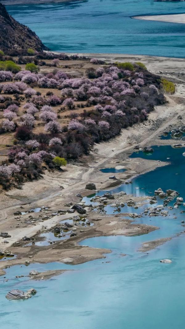 人間桃花源！林芝桃花有多絕？