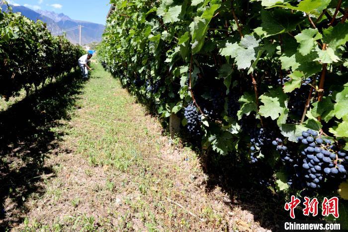 昌都芒康縣依托“兩江流域”干熱河谷地帶地理優(yōu)勢將康巴蜜橘、蘋果、甜石榴、葡萄、蜜桃等經(jīng)濟林木種植?！〔际忻⒖悼h委宣傳部供圖