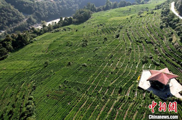 圖為西藏林芝市墨脫縣果果塘大拐彎附近的茶田。(無人機照片) 李林 攝