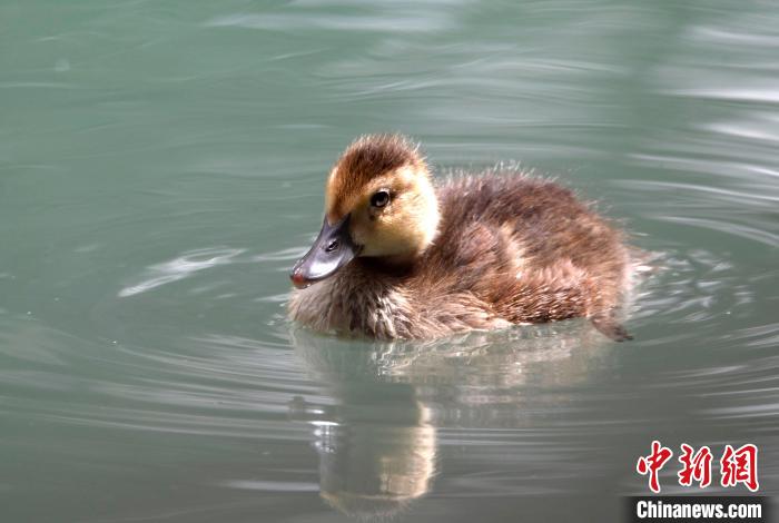 圖為6月22日，棲息在拉魯濕地的白眼潛鴨。　李林 攝