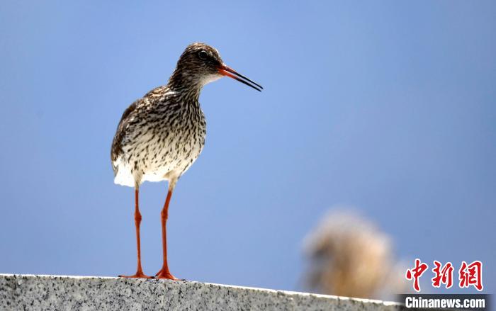 圖為6月22日，棲息在拉魯濕地的紅腳鷸?！±盍?攝