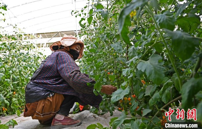 圖為巴珍在地里勞作?！≮w朗 攝