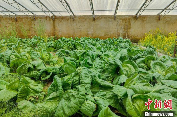 公珠湖執(zhí)勤點(diǎn)的大棚蔬菜，種菜是該執(zhí)勤點(diǎn)輪換民警們的日常?！↓埿▲P 攝