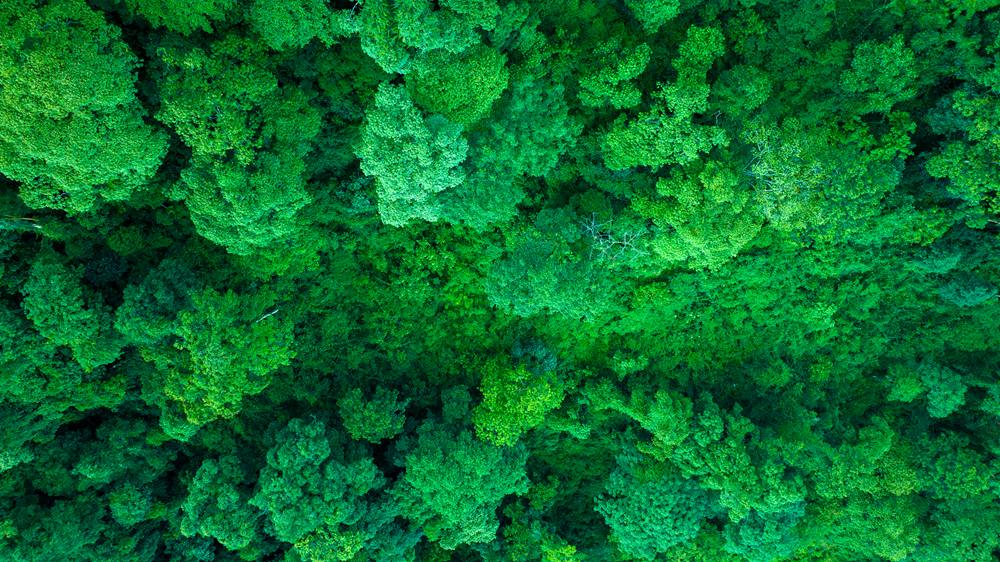 森林覆蓋率達(dá)到50%以上，滿目皆綠。益西曲批攝