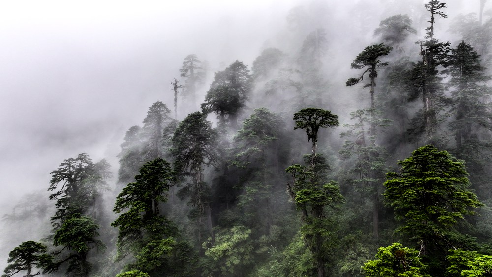 水霧蒸騰，滿目皆綠。張澤坤攝