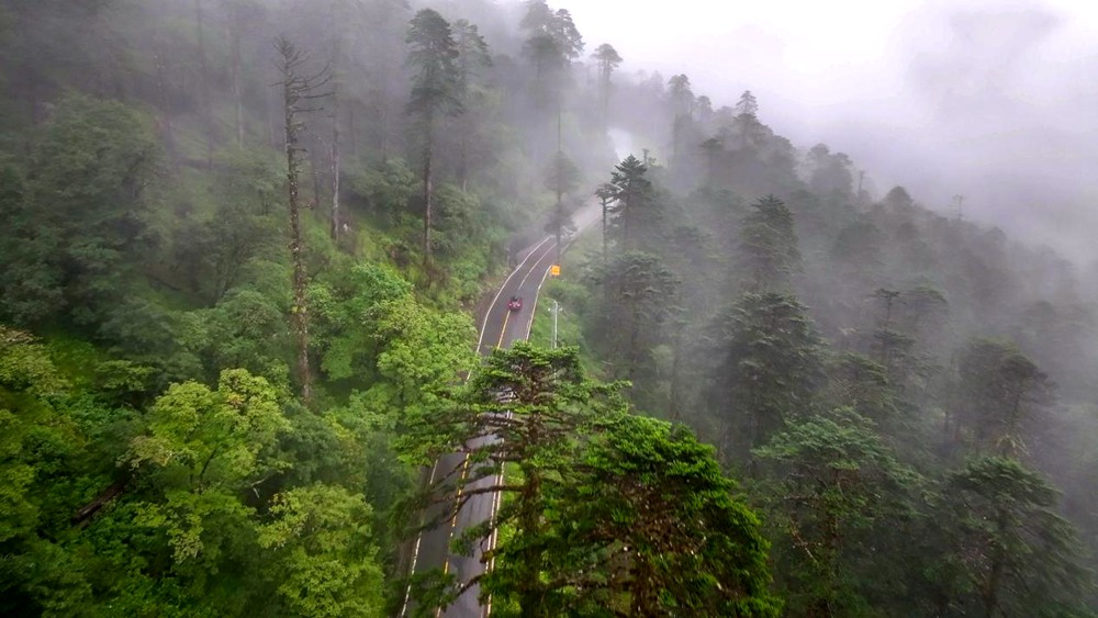 穿行于綠色間。張澤坤攝