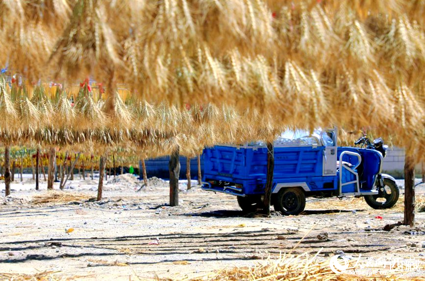 金燦燦的秋天，都是收獲。  人民網(wǎng) 李海霞攝
