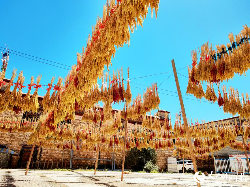 村子廣場(chǎng)上曬滿(mǎn)了糧食。 人民網(wǎng) 李海霞攝