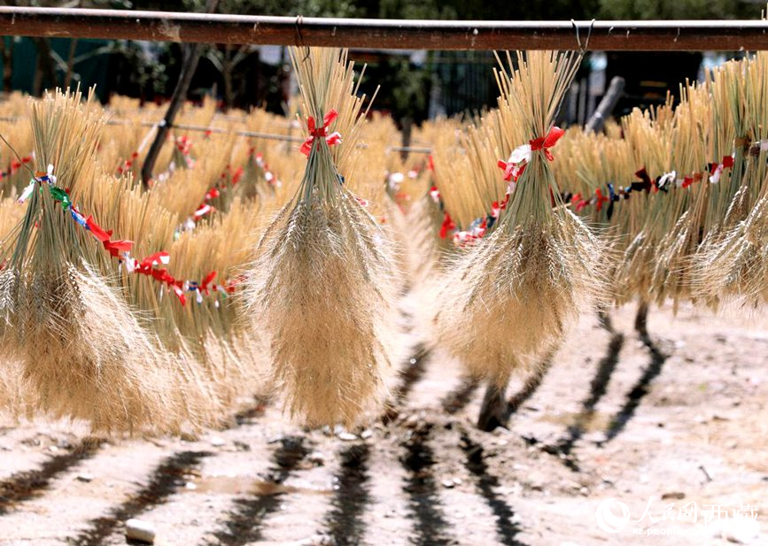 整個(gè)村莊沉浸在收獲的喜悅中。人民網(wǎng) 李海霞攝