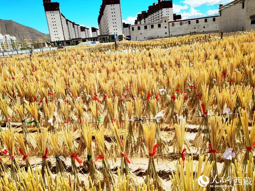 整個(gè)村莊沉浸在收獲的喜悅中。人民網(wǎng) 李海霞攝