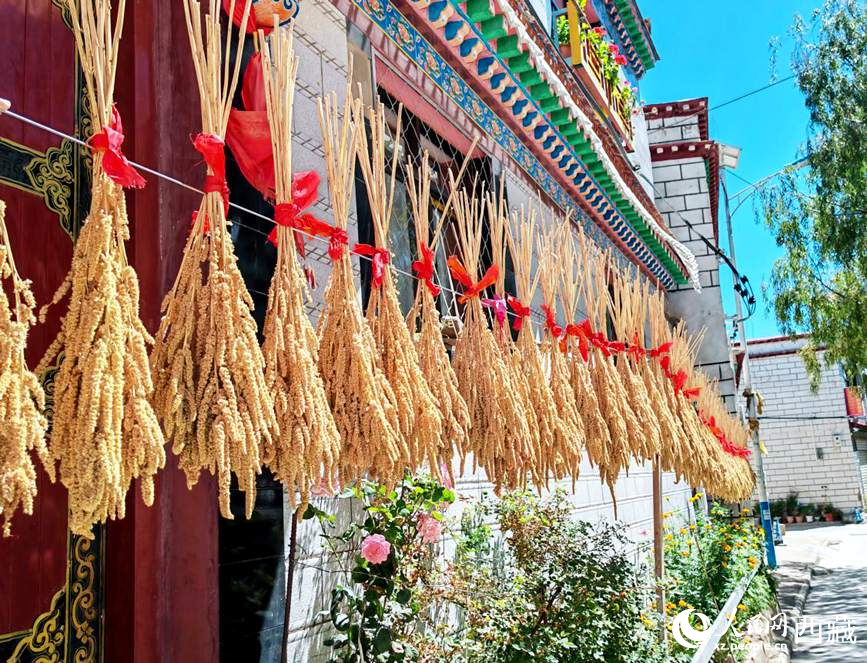 整個(gè)村莊沉浸在收獲的喜悅中。人民網(wǎng) 李海霞攝