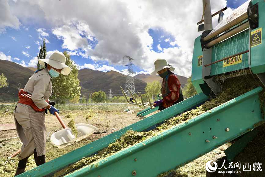 曲水茶巴拉村民正在包裝青飼玉米。人民網記者 次仁羅布攝