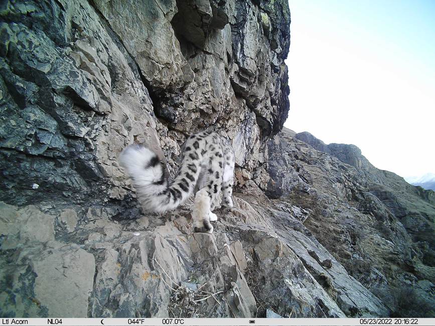 雪豹影像。山水自然保護中心供圖
