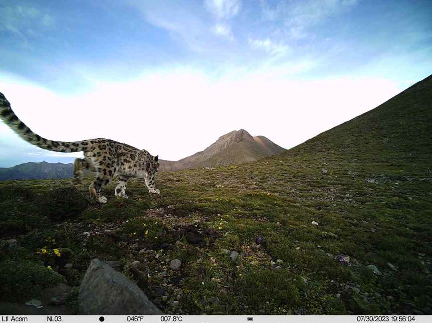 雪豹影像。山水自然保護中心供圖