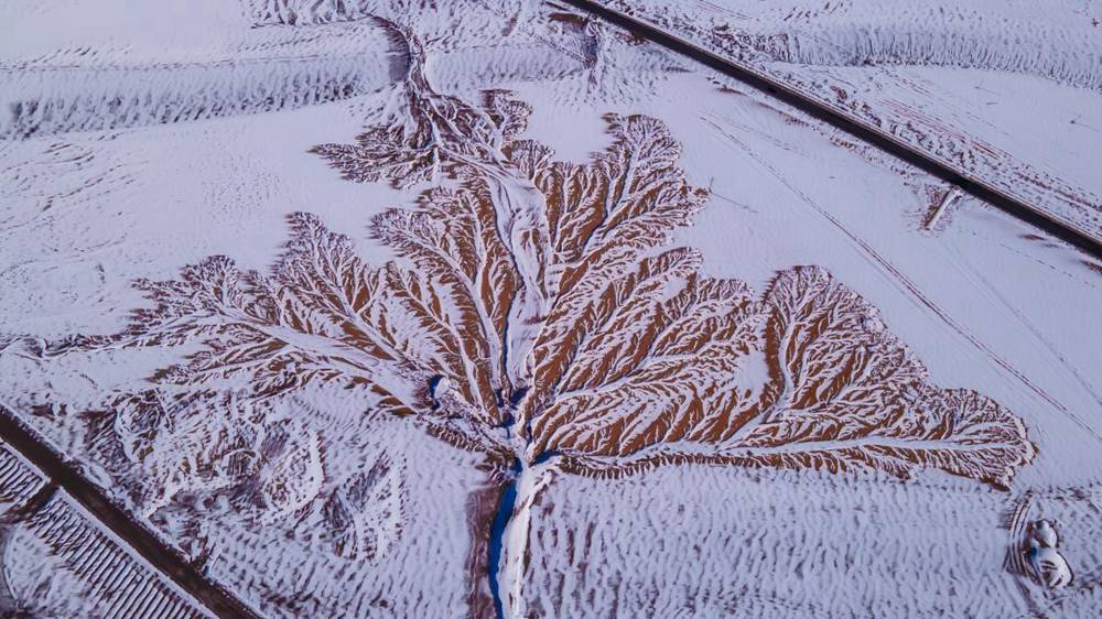 雪中“大樹”。邊巴多吉攝