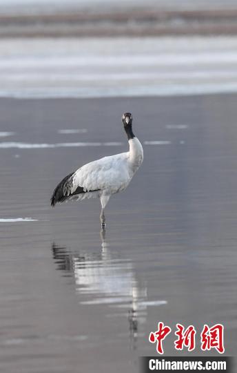 西藏拉薩:黑頸鶴越冬樂園