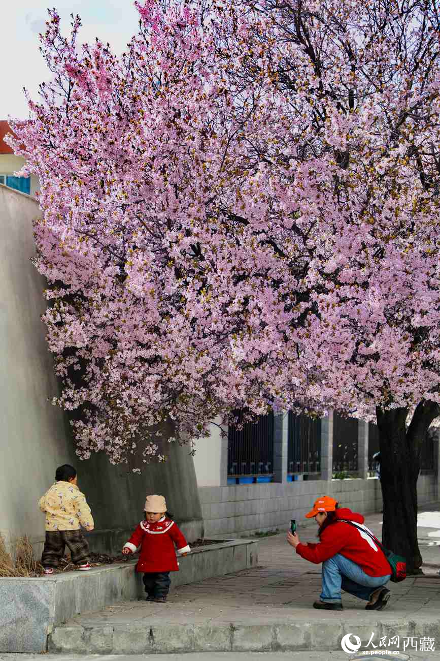 桃林下，拉薩市民游客樂享春光。人民網(wǎng)記者 次仁羅布攝