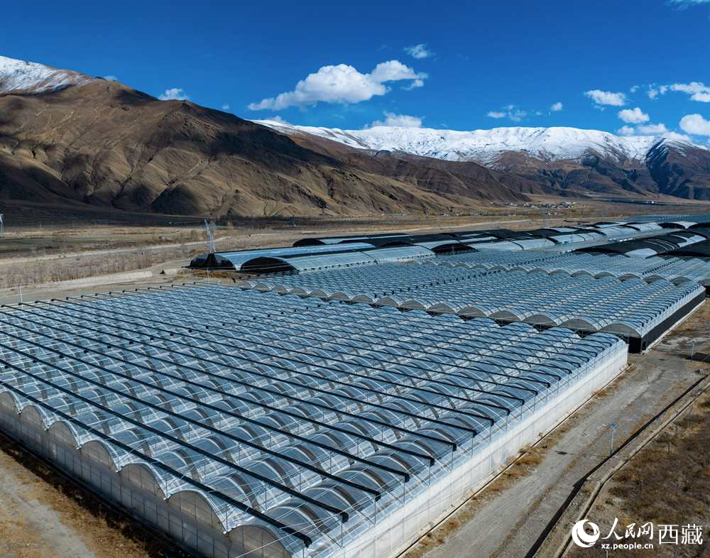 西藏瓊結(jié):智慧大棚助增收【3】