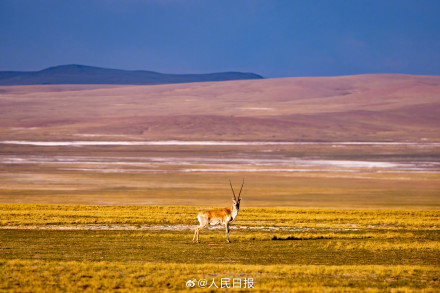 可愛(ài)壁紙上新！藏羚羊就是高原上的精靈吧